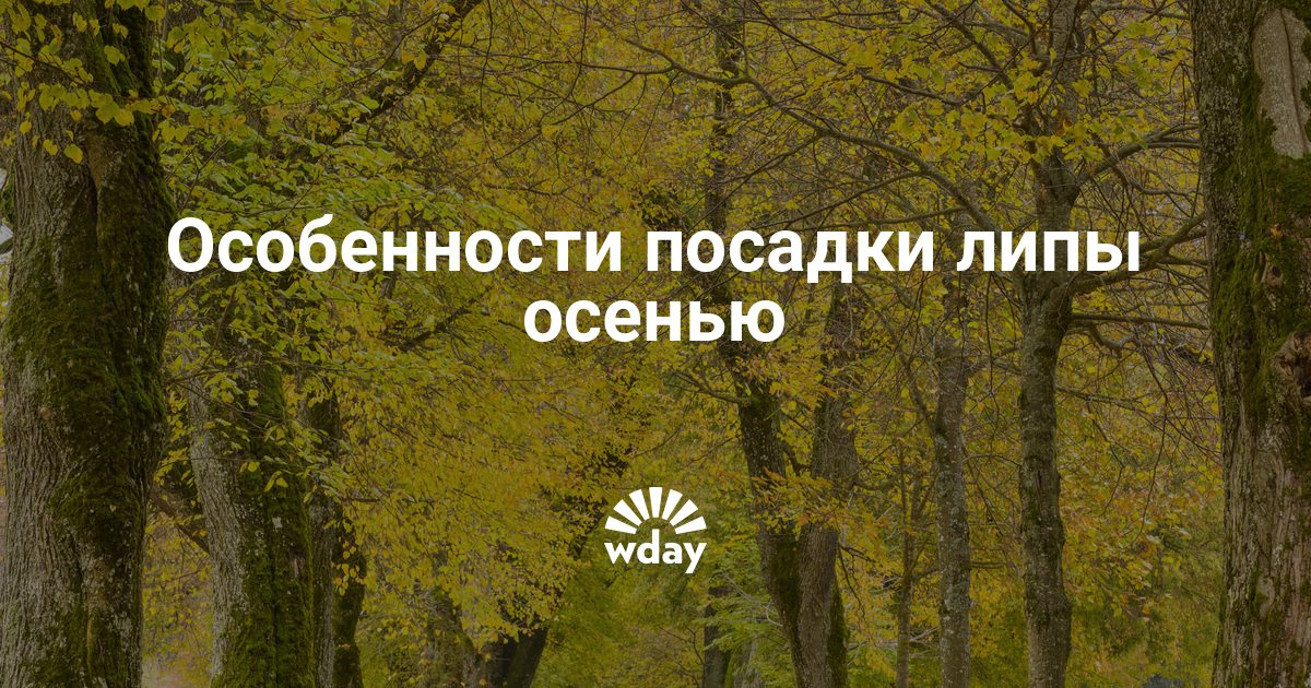 Как сажать липу осенью 635