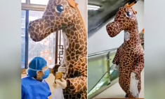  женщина явилась больницу костюме жирафа защититься коронавируса видео 