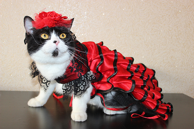Выставка кошек Выставка кошек