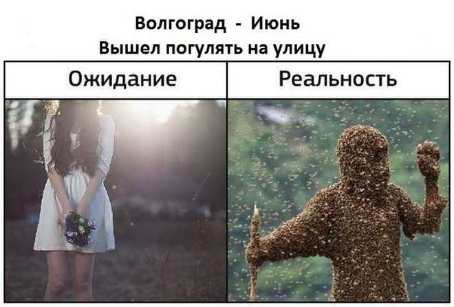 Жара в Волгограде: фото волгоградцев из соцсетей Волгоград, жара, лето, мошка, комары, средства от мошки, смешные картинки