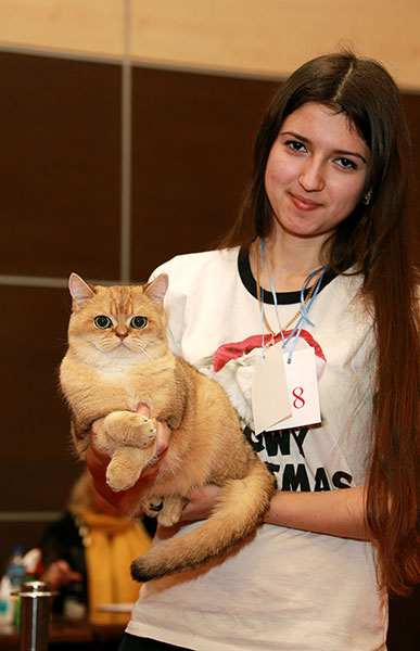 Выставка кошек в Ростове-на-Дону 2015 год, кошка Ростова Породы кошек, домашние животные, кошки фото