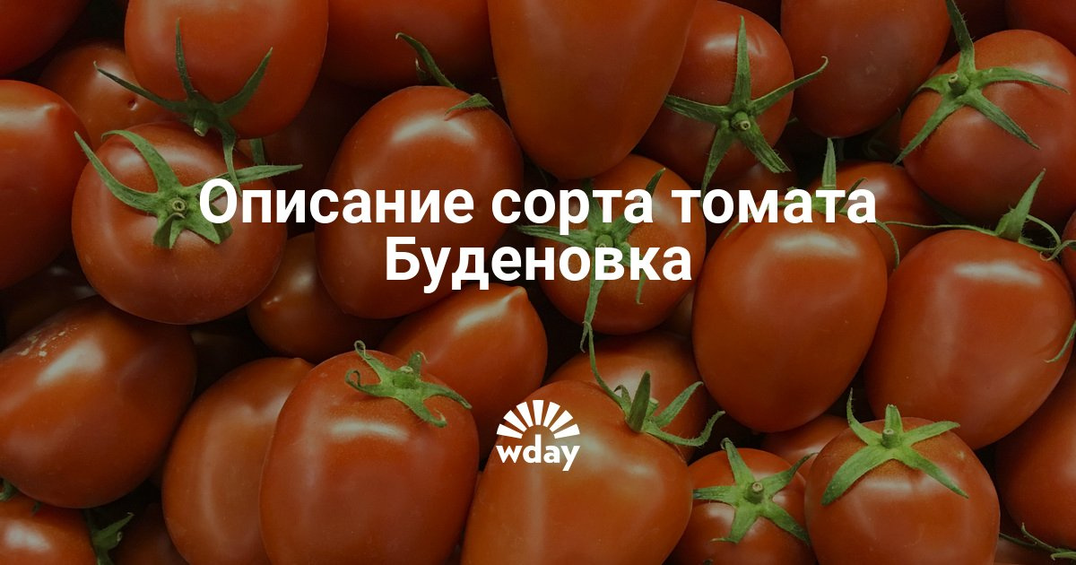 Сорт буденовка описание Сорт буденовка описание