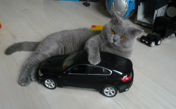 Коты и кошки Екатеринбурга Коты и кошки Екатеринбурга