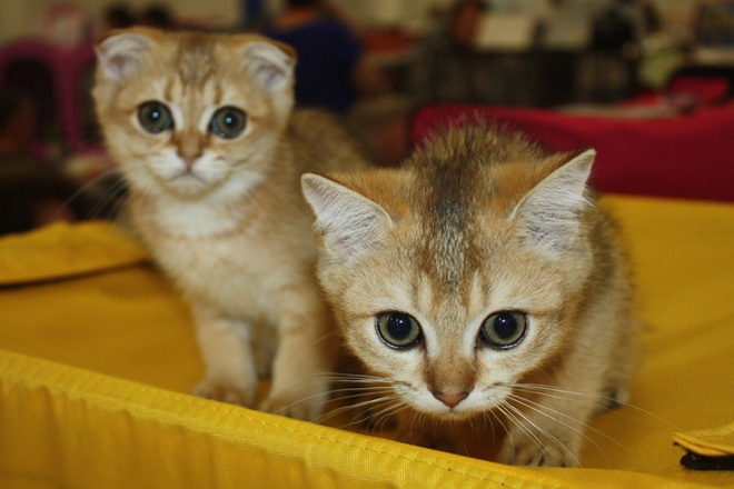 Кличка модная для котенка Кличка модная для котенка