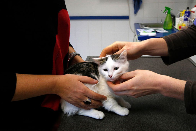 Лезет шерсть у кота лезет шерсть у кота