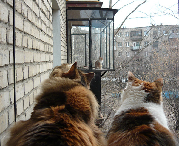 Коты и кошки Екатеринбурга Коты и кошки Екатеринбурга