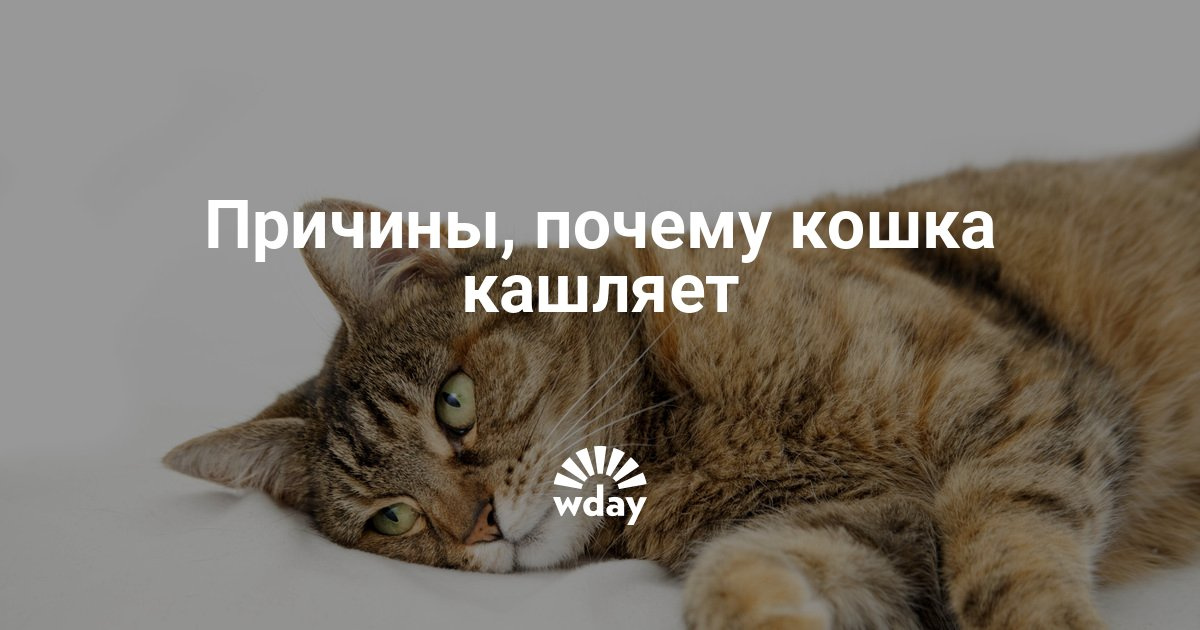 Если кот кашляет чем лечить в домашних условиях Если кот кашляет чем лечить в домашних условиях
