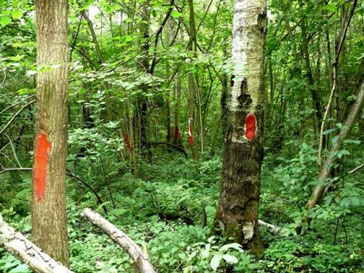 Защита Химкинского леса Защита Химкинского леса
