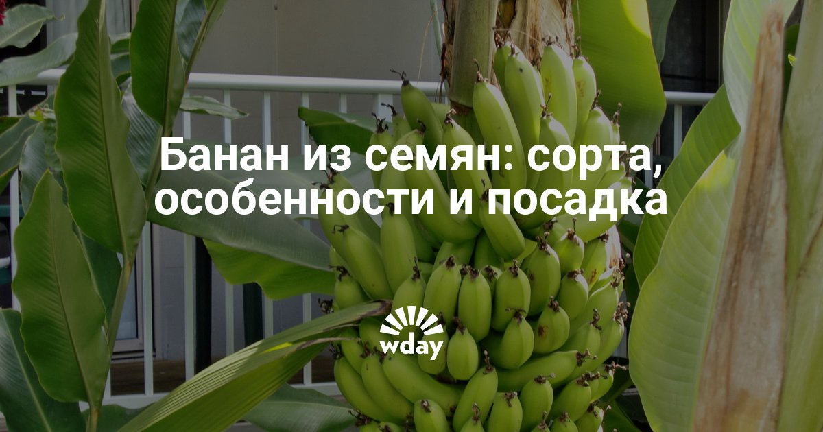 Как можно вырастить банан в домашних условиях 66