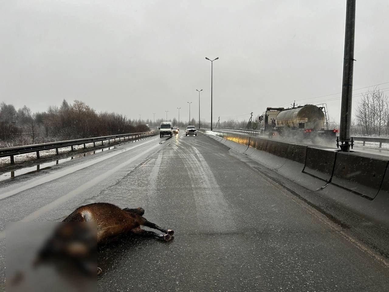  пони живая грустно смотрела погибшего друга трассе красавинского 