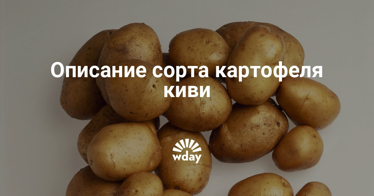 Картофель сорт киви характеристика сорта отзывы Картофель сорт киви характеристика сорта отзывы