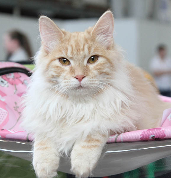 Выставка кошек Выставка кошек