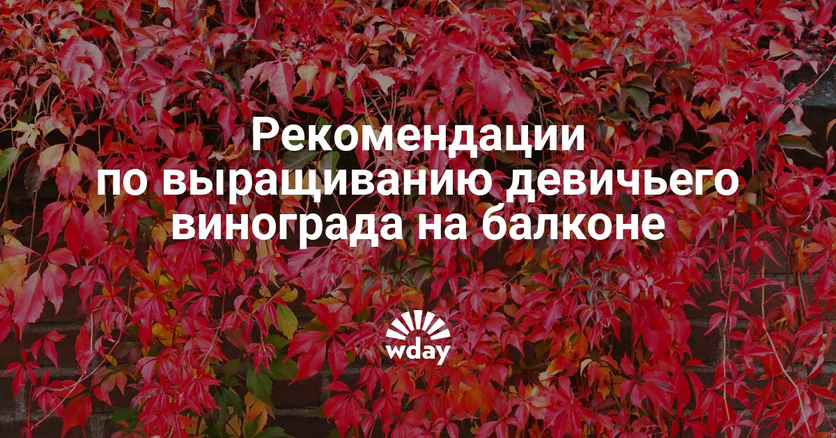 Девичий виноград на балконе: советы по посадке и уходу - wom.