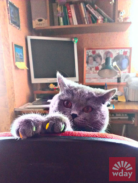 смешные коты фото смешные коты фото