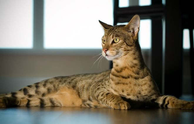 Кошка ашера Кошка ашера
