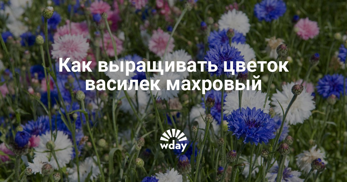 Василек многолетний выращивание из семян 65