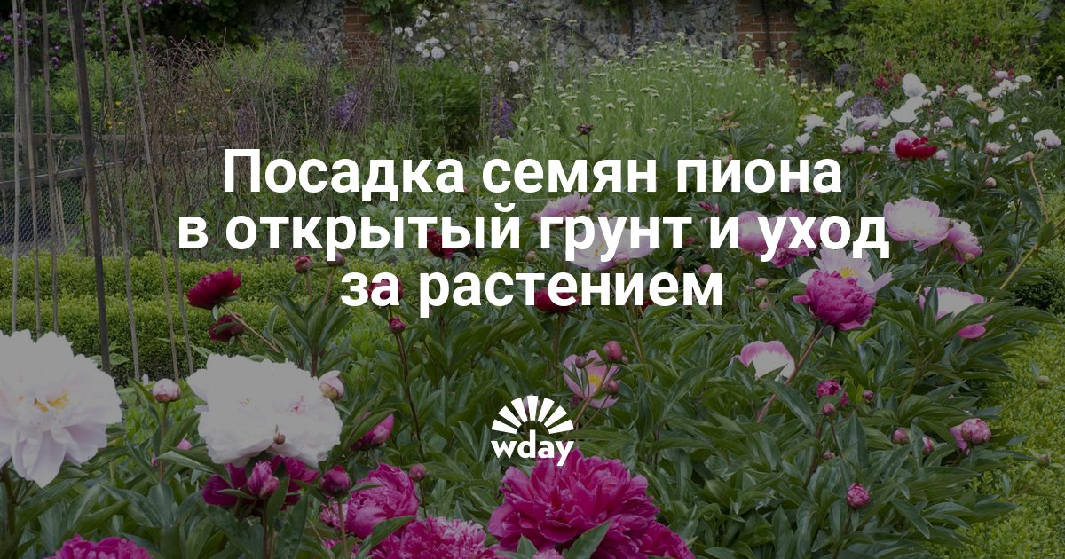 Как сажают пион семенами 875