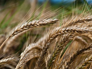 Продажа зерна Продажа зерна