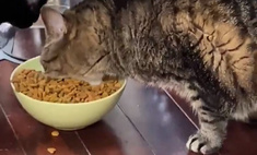  видео котом жадно поглощает корм посмотрели миллионов 