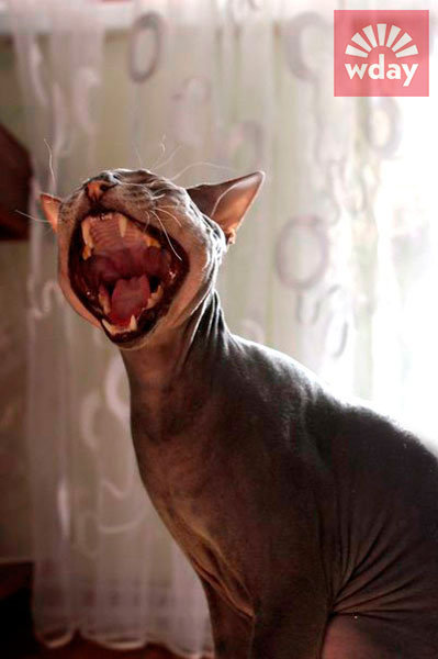 смешные коты фото смешные коты фото