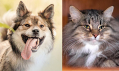 Котопёс недели: возьмите из приюта кота Индира или пса Фокса
