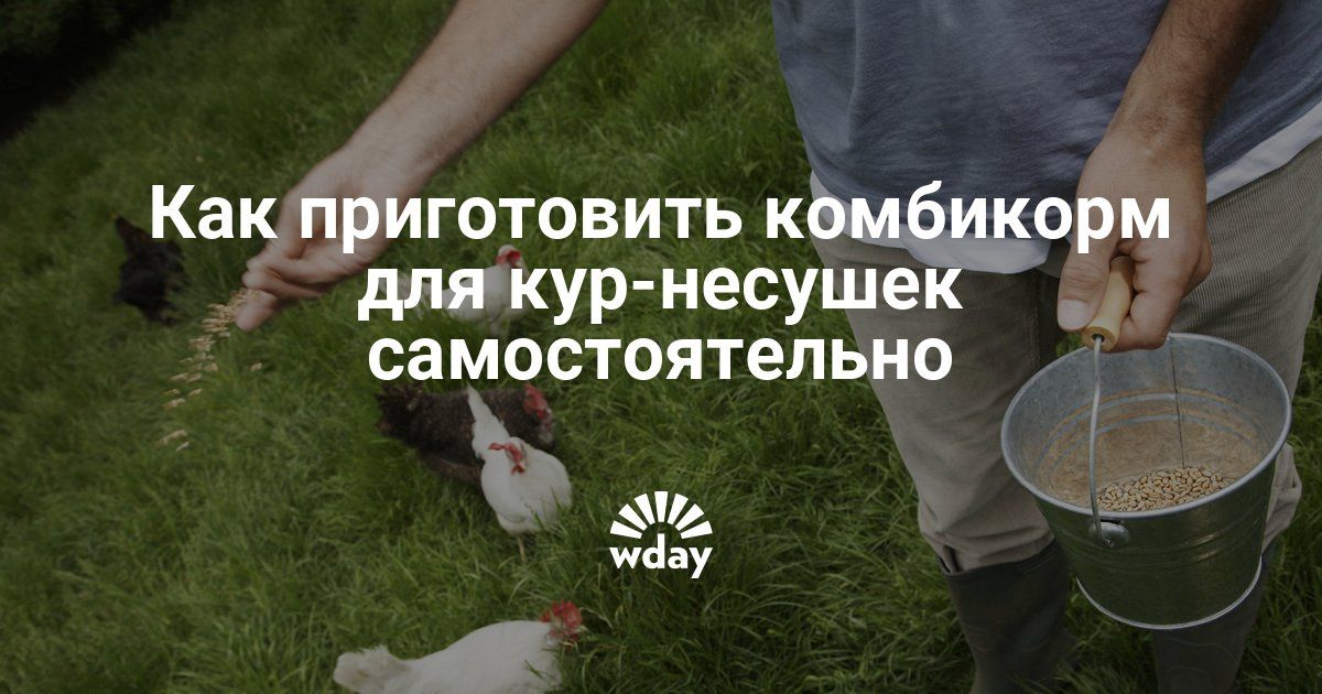 Корм курам своими руками Корм курам своими руками