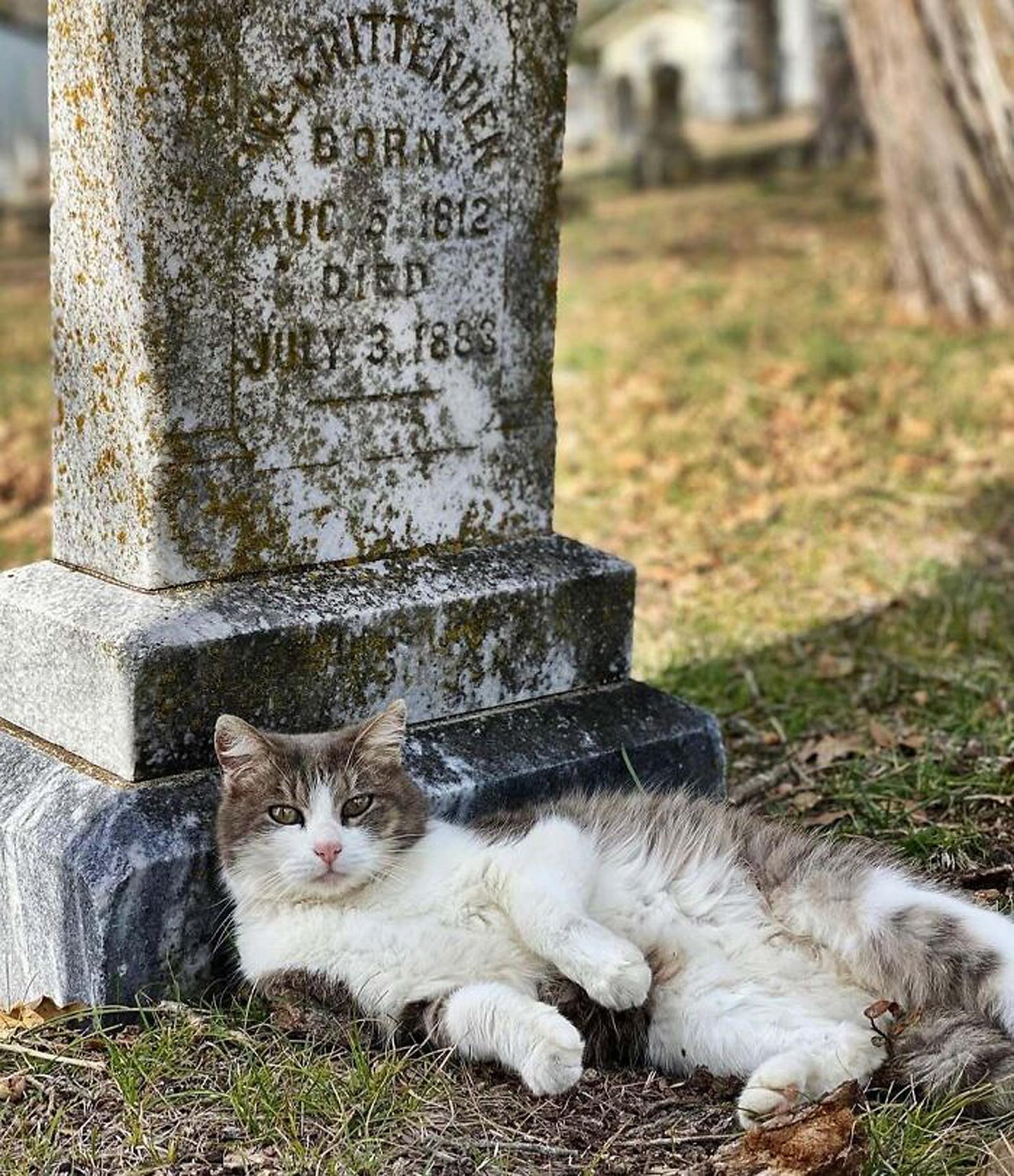 Фотографии котов на кладбищах, которые привносят смысл в нашу жизнь