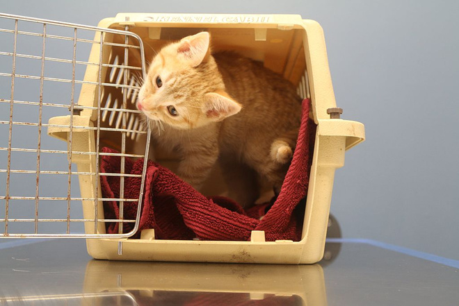 Котенок в новом доме котенок в новом доме