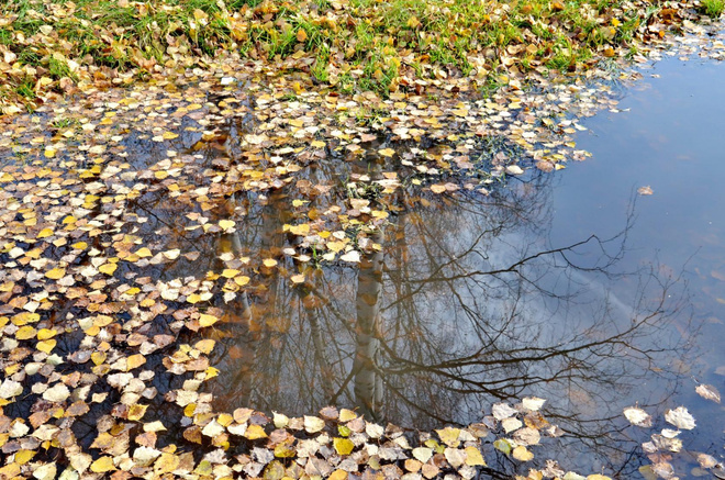осень осенние листья