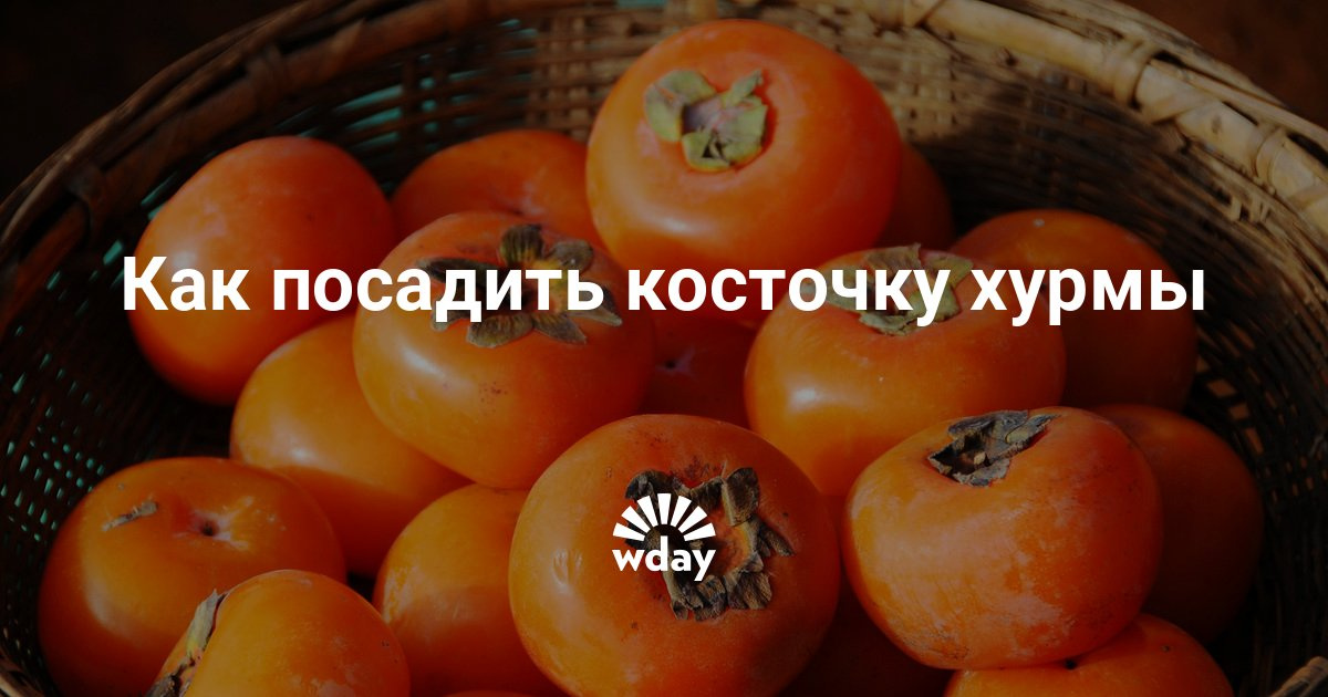 Как посадить хурму с косточки в домашних условиях