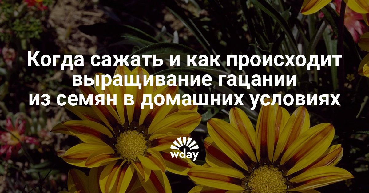 Выращивание в домашних условиях гацании 303 Выращивание в домашних условиях гацании 92