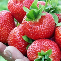 клубника для лица клубника для лица
