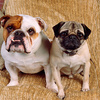 userpic__Дама с двумя собачками