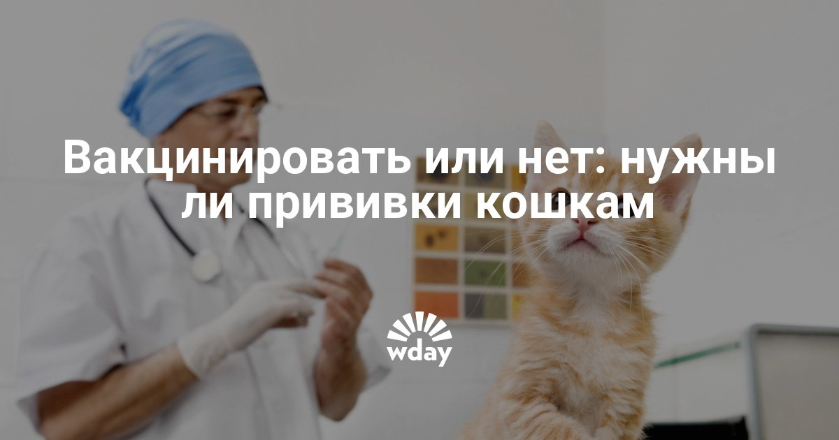 Как сделать прививки кошке Как сделать прививки кошке