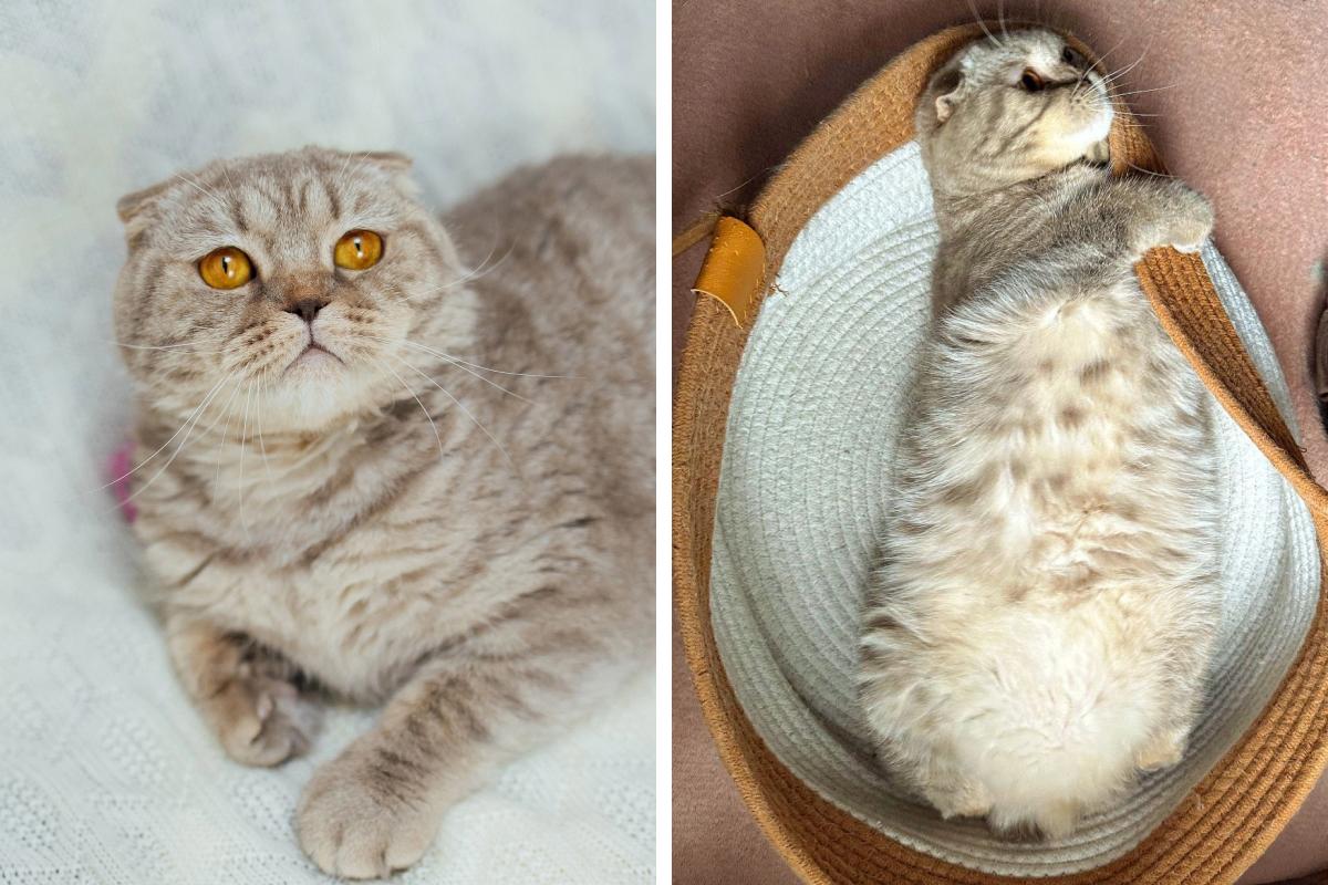  шикарная шотландская кошка штучка год найти перми нового 