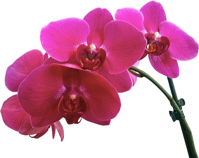 к чему снятся орхидеи