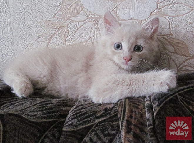 смешные коты фото смешные коты фото