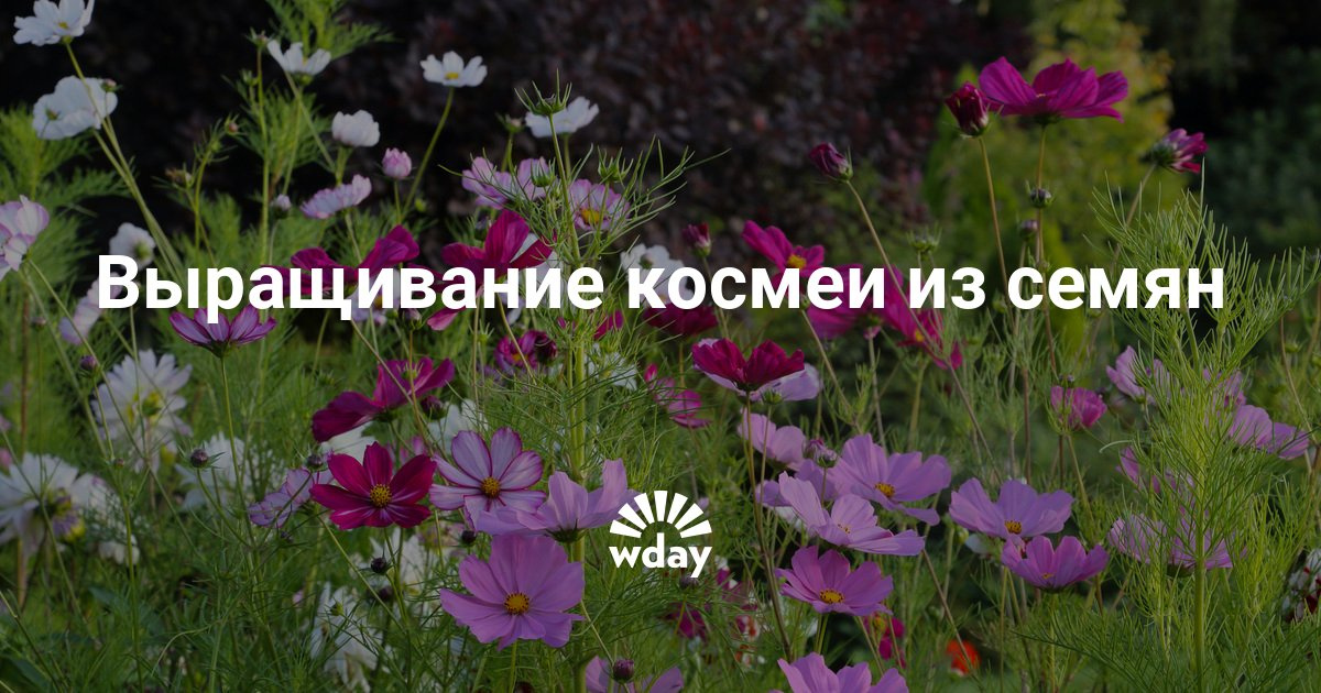 Космея выращивание из семян в домашних условиях как и когда 100