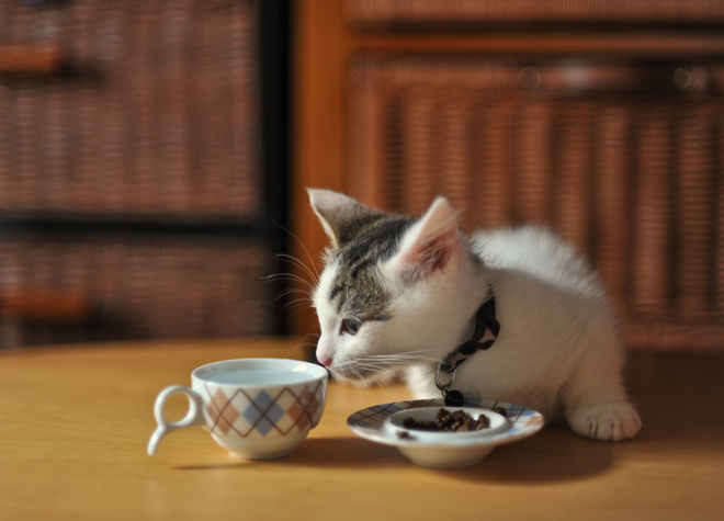 Лучшие корма для котят лучшие корма для котят