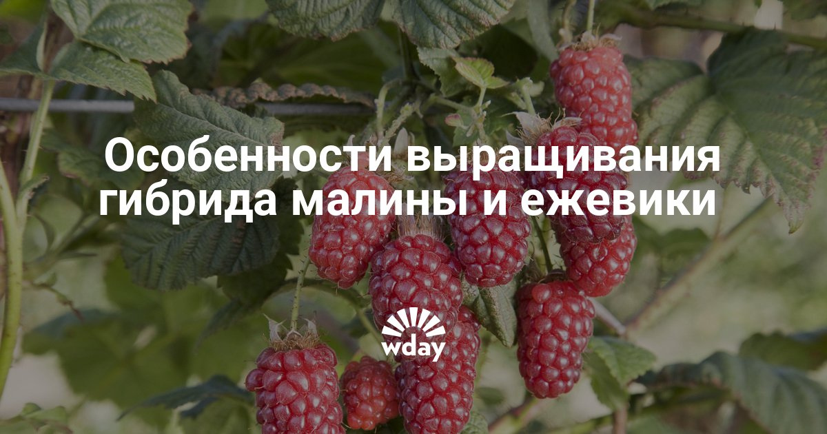 Ежемалина выращивание 49