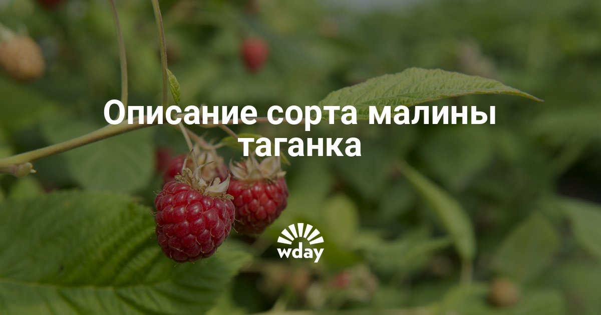 Малина сорт таганка описание фото отзывы Малина сорт таганка описание фото отзывы