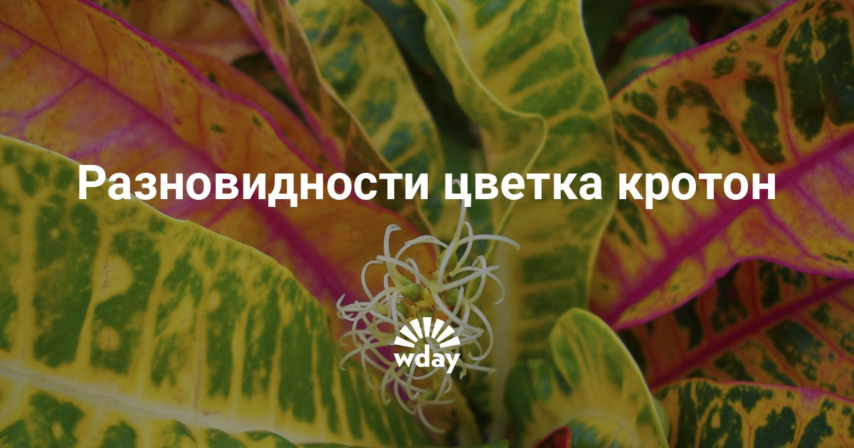 Торт Наполеон из лаваша. рецепт Торт Наполеон из лаваша. рецепт
