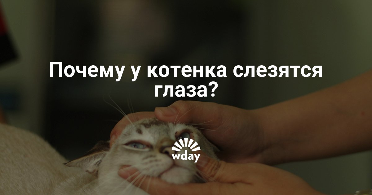 Почему у котенка после еды слезятся глаза Почему у котенка после еды слезятся глаза
