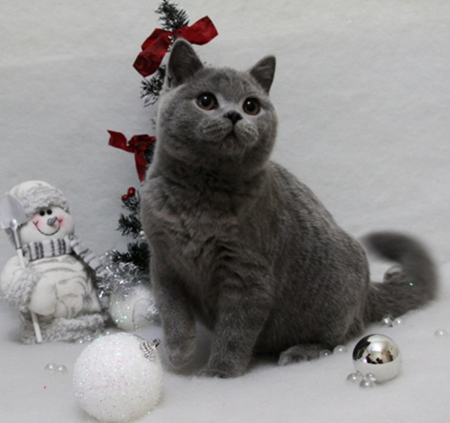 Новогодние костюмы для кошек Новогодние костюмы для кошек, фото