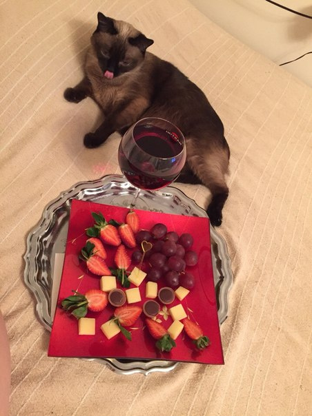 сиамская кошка кошка сиамская