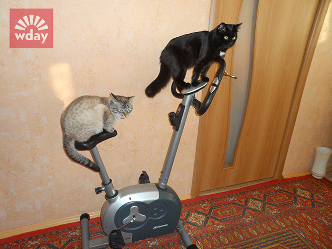 котики фото