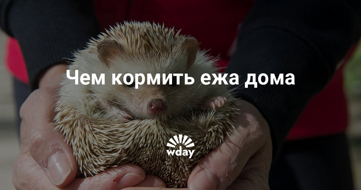 Чем кормить ежонка в домашних условиях Чем кормить ежонка в домашних условиях
