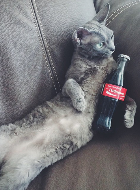 Кошки звезд