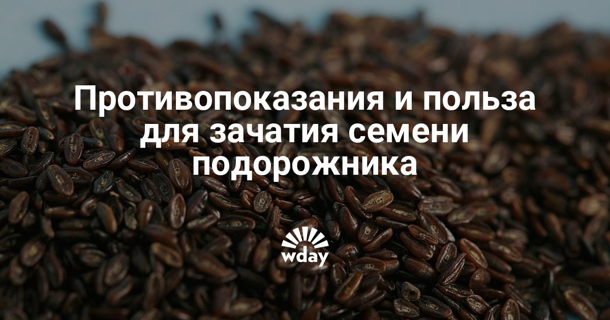 Подорожник при бесплодии: полезные свойства и лучшие рецепты Семена подорожника от бесплодия - отзывы, рецепты - fo