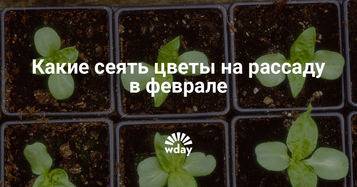 Как и когда высаживать рассаду цветов 648